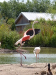 FZ006163 Andean flamingo (Phoenicopterus andinus).jpg
